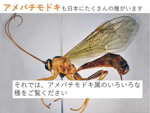 ぼくのイチオシ昆虫―アメバチモドキ属―