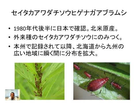 外来種はどうやって日本の暑い夏を過ごしている？