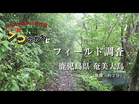 昆虫特別展2017-調査編（奄美大島）